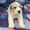 Cruise - Male Great Pyrenees Puppy - Image 2