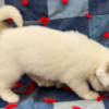 Cruise - Male Great Pyrenees Puppy - Image 3