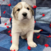 Cruise - Male Great Pyrenees Puppy - Image 4
