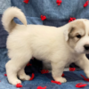 Cruise - Male Great Pyrenees Puppy
