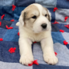 Cruise - Male Great Pyrenees Puppy - Image 6