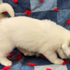 Cruise - Male Great Pyrenees Puppy - Image 7