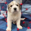Cruise - Male Great Pyrenees Puppy - Image 8